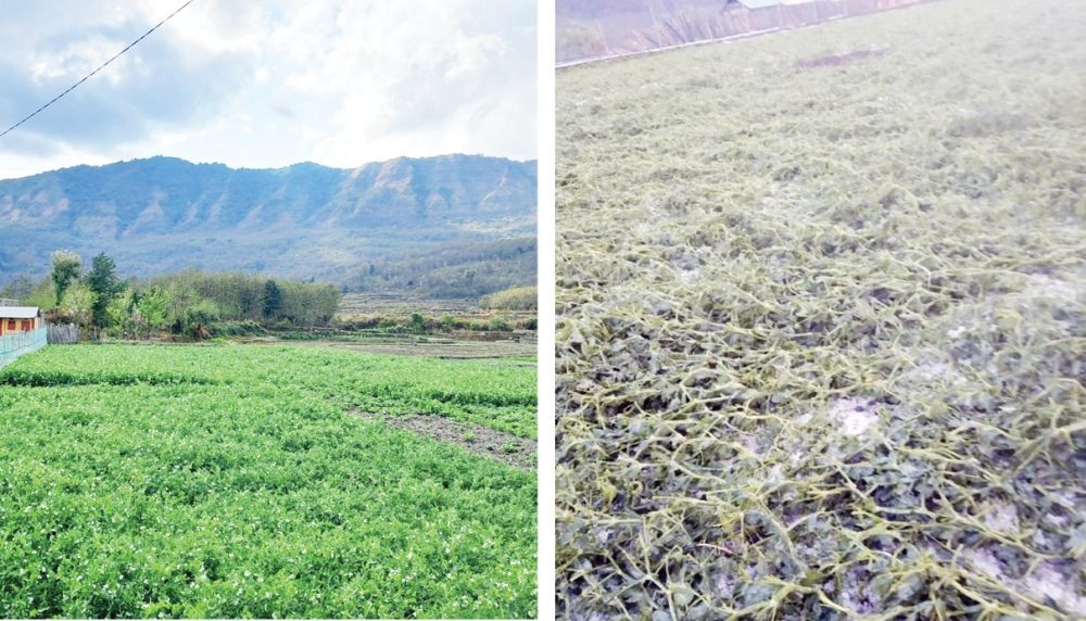 The left section of this collage photo courtesy of Liavirhü Movi shows standing crops in Zhavame village. (Right) The crops are seen damaged after March 26 storm in this photo provided by Rachel Domeh.